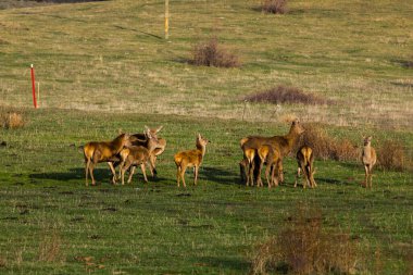 Capcir, Cerdagne, Pyrenees, Güney Fransa 'da gün batımı ve geyikler.