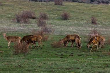 Capcir, Cerdagne, Pyrenees, Güney Fransa 'da gün batımı ve geyikler.
