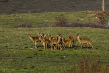 Capcir, Cerdagne, Pyrenees, Güney Fransa 'da gün batımı ve geyikler.