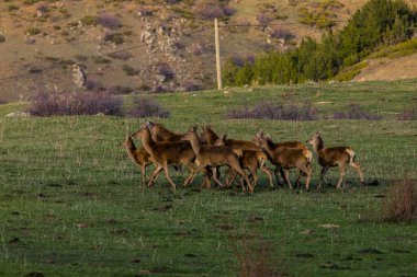 Capcir, Cerdagne, Pyrenees, Güney Fransa 'da gün batımı ve geyikler.