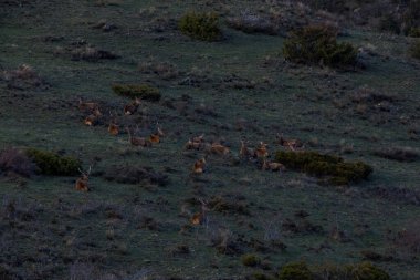 Capcir, Cerdagne, Pyrenees, Güney Fransa 'da gün batımı ve geyikler.