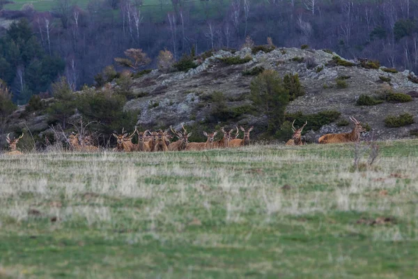 Capcir Cerdagne Pyrenees Güney Fransa Gün Batımı Geyikler — Stok fotoğraf