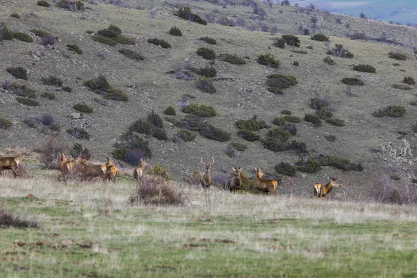 Sunset Deers Capcir Cerdagne Pyrenees Southern France — Stock Photo, Image