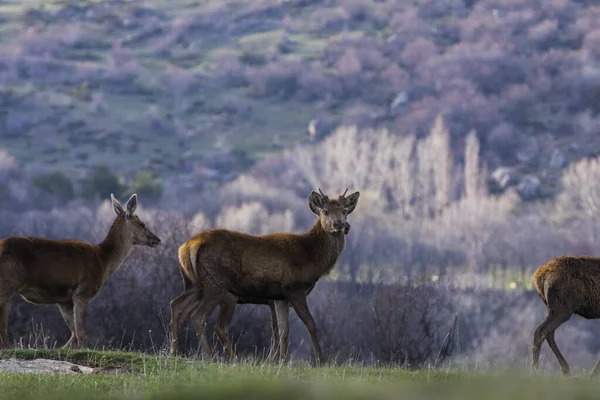 Ηλιοβασίλεμα Και Ελάφια Στο Capcir Cerdagne Πυρηναία Νότια Γαλλία — Φωτογραφία Αρχείου