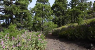 Birigoyo tepesine doğru yürüyen genç bir kadın, La Palma Adası, Kanarya Adaları. 4K UHD