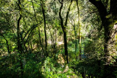 Salt Dels 'de bahar Murris şelalesi, La Garrotxa, Girona, İspanya.