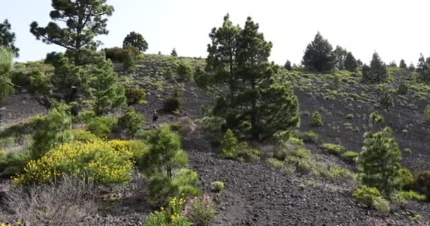 Una Joven Caminando Hacia Pico Birigoyo Isla Palma Islas Canarias — Vídeos de Stock