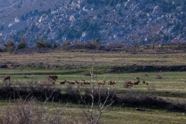 Capcir, Cerdagne, Pyrenees, Güney Fransa 'da gün batımı ve geyikler.