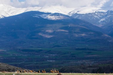 Capcir, Cerdagne, Pyrenees, Güney Fransa 'da gün batımı ve geyikler.