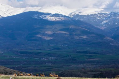 Capcir, Cerdagne, Pyrenees, Güney Fransa 'da gün batımı ve geyikler.