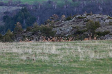 Capcir, Cerdagne, Pyrenees, Güney Fransa 'da gün batımı ve geyikler.