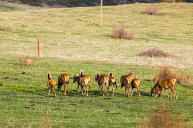 Capcir, Cerdagne, Pyrenees, Güney Fransa 'da gün batımı ve geyikler.