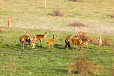 Capcir, Cerdagne, Pyrenees, Güney Fransa 'da gün batımı ve geyikler.
