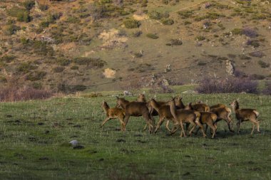 Capcir, Cerdagne, Pyrenees, Güney Fransa 'da gün batımı ve geyikler.
