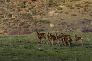 Capcir, Cerdagne, Pyrenees, Güney Fransa 'da gün batımı ve geyikler.