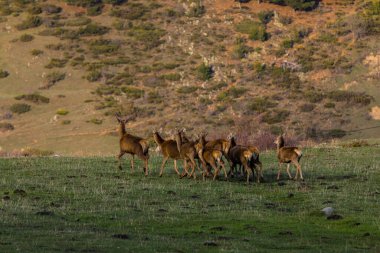 Capcir, Cerdagne, Pyrenees, Güney Fransa 'da gün batımı ve geyikler.