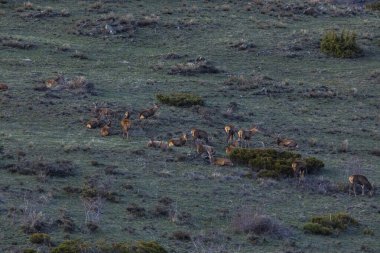 Capcir, Cerdagne, Pyrenees, Güney Fransa 'da gün batımı ve geyikler.