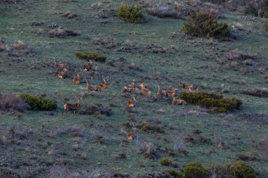 Capcir, Cerdagne, Pyrenees, Güney Fransa 'da gün batımı ve geyikler.