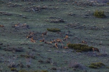 Capcir, Cerdagne, Pyrenees, Güney Fransa 'da gün batımı ve geyikler.