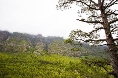 Cumprecita, Caldera De Taburiente, La Palma Adası, Kanarya Adaları, İspanya