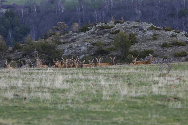 Sunset Deers Capcir Cerdagne Pyrenees Southern France — Stock Photo, Image