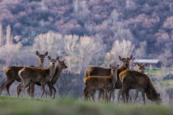Sunset Deers Capcir Cerdagne Pyrenees Southern France — Stock Photo, Image