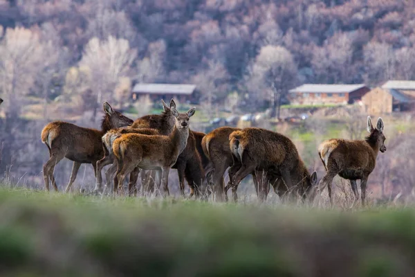 Západ Slunce Jeleni Capcir Cerdagne Pyrenees Jižní Francie — Stock fotografie