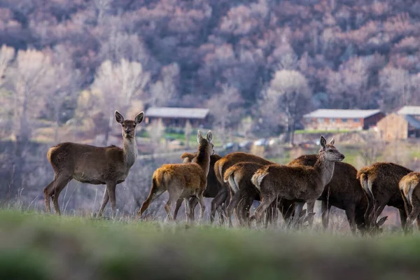 Západ Slunce Jeleni Capcir Cerdagne Pyrenees Jižní Francie — Stock fotografie