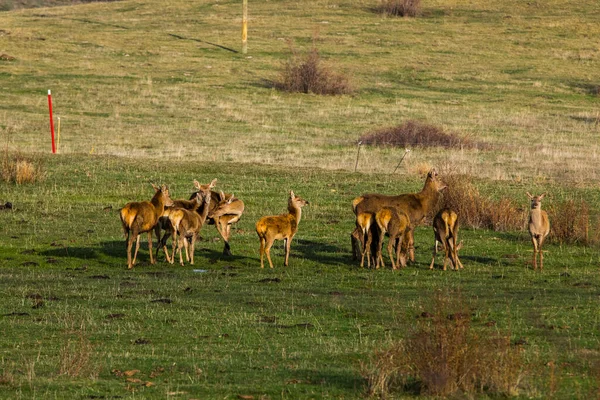 Sonnenuntergang Und Hirsche Capcir Cerdagne Pyrenäen Südfrankreich — Stockfoto