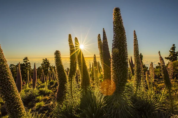 Pôr Sol Entre Tajinastes Caldera Taburiente Palma Island Ilhas Canárias — Fotografia de Stock