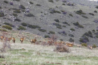 Capcir, Cerdagne, Pyrenees, Güney Fransa 'da gün batımı ve geyikler.