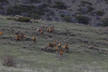 Capcir, Cerdagne, Pyrenees, Güney Fransa 'da gün batımı ve geyikler.