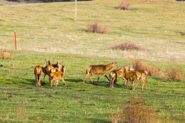Capcir, Cerdagne, Pyrenees, Güney Fransa 'da gün batımı ve geyikler.