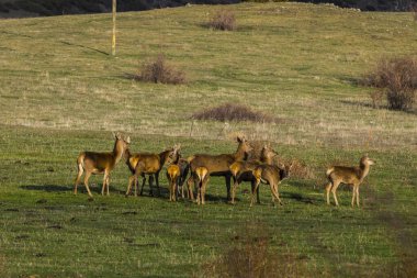 Capcir, Cerdagne, Pyrenees, Güney Fransa 'da gün batımı ve geyikler.