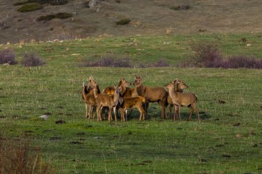 Capcir, Cerdagne, Pyrenees, Güney Fransa 'da gün batımı ve geyikler.