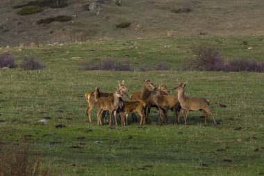 Capcir, Cerdagne, Pyrenees, Güney Fransa 'da gün batımı ve geyikler.