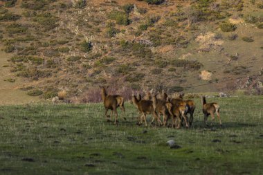 Capcir, Cerdagne, Pyrenees, Güney Fransa 'da gün batımı ve geyikler.