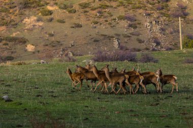 Capcir, Cerdagne, Pyrenees, Güney Fransa 'da gün batımı ve geyikler.