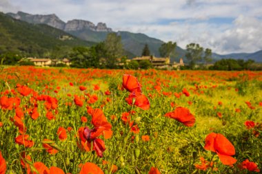 Poppy flowers and spring in Hostalets D En Bas, La Garrotxa, Spain.