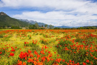 Poppy flowers and spring in Hostalets D En Bas, La Garrotxa, Spain.