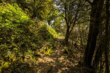 Falgars D En Bas, La Garrotxa, İspanya 'da bahar manzarası.
