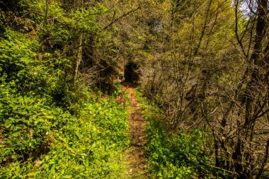 Falgars D En Bas, La Garrotxa, İspanya 'da bahar manzarası.