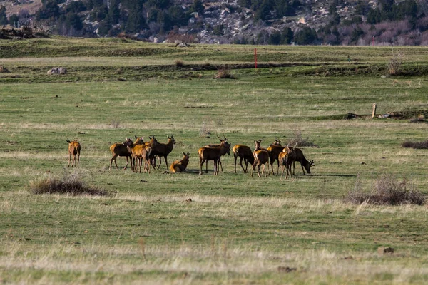 Sunset Deers Capcir Cerdagne Pyrenees Southern France — Stock Photo, Image