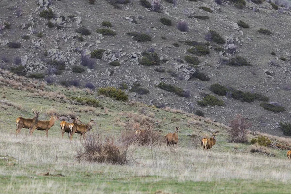 Capcir, Cerdagne, Pyrenees, Güney Fransa 'da gün batımı ve geyikler.