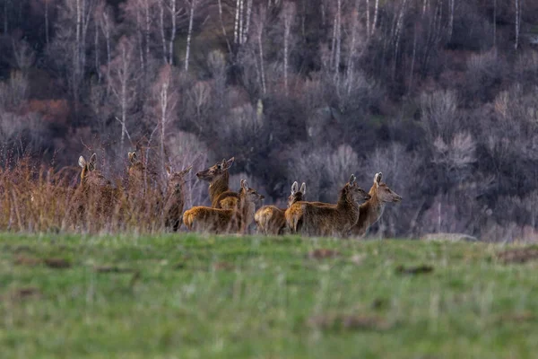 Naplemente Szarvasok Capcir Cerdagne Pireneusok Dél Franciaország — Stock Fotó