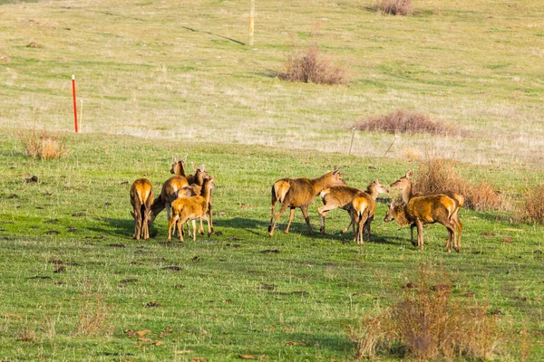 Sunset Deers Capcir Cerdagne Pyrenees Southern France — 图库照片