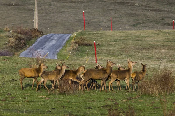 Zonsondergang Herten Capcir Cerdagne Pyreneeën Zuid Frankrijk — Stockfoto