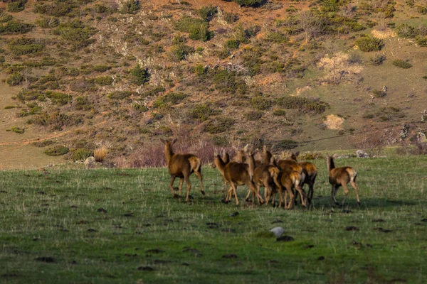 Capcir, Cerdagne, Pyrenees, Güney Fransa 'da gün batımı ve geyikler.