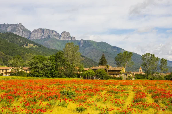 Poppy Flowers Spring Hostalets Bas Garrotxa Spain — Stockfoto