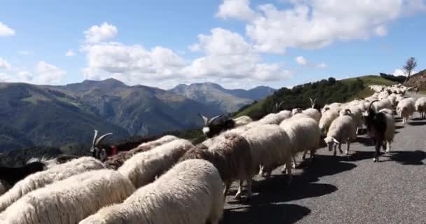 Καλοκαίρι Τοπίο Και Πρόβατα Στην Κορυφή Anie Navarra Πυρηναία Ισπανία — Αρχείο Βίντεο